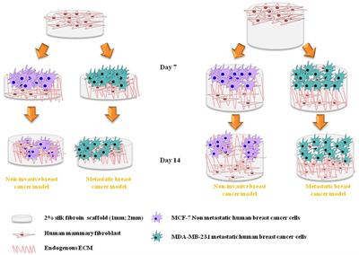 Tumor-Stroma Interactions Alter the Sensitivity of Drug in Breast Cancer